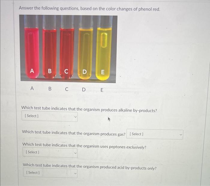 Answer The Following Questions Based On The Color Changes Of Phenol Red A B C D A B C D E E Which Test Tube Indicates 1