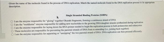 Given The Name Of The Molecule Found In The Process Of Dna Replication Match The Named Molecule Found In The Dna Replic 1