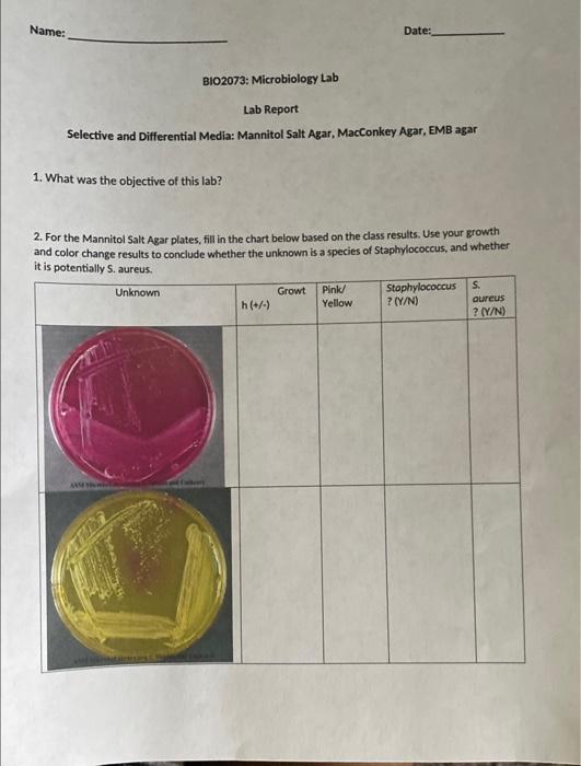 Name Bio2073 Microbiology Lab Lab Report Selective And Differential Media Mannitol Salt Agar Macconkey Agar Emb Aga 1
