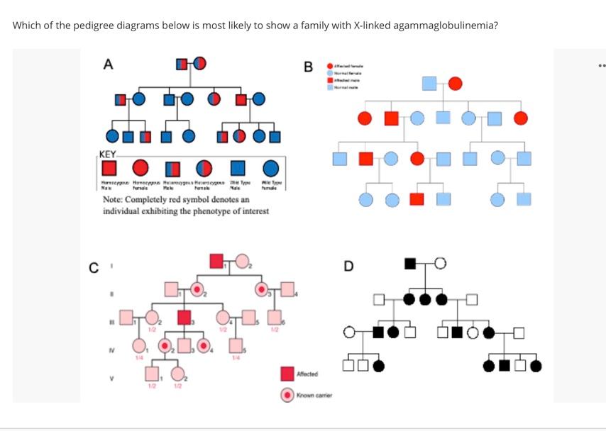 Which Of The Pedigree Diagrams Below Is Most Likely To Show A Family With X Linked Agammaglobulinemia A Key Horse Have 1