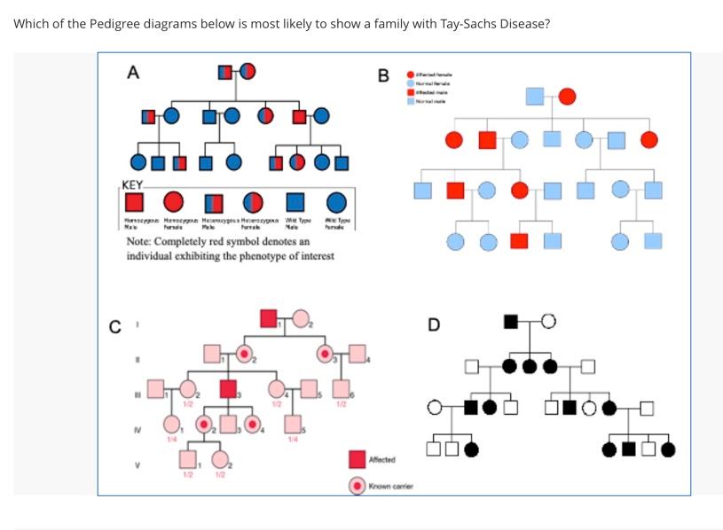 Which Of The Pedigree Diagrams Below Is Most Likely To Show A Family With Tay Sachs Disease A Key C Hann Heygess He Wyp 1