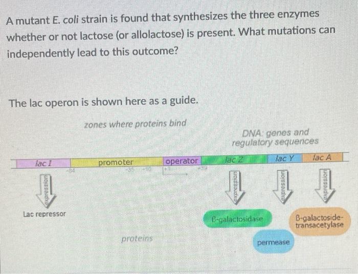 A Mutant E Coli Strain Is Found That Synthesizes The Three Enzymes Whether Or Not Lactose Or Allolactose Is Present 1