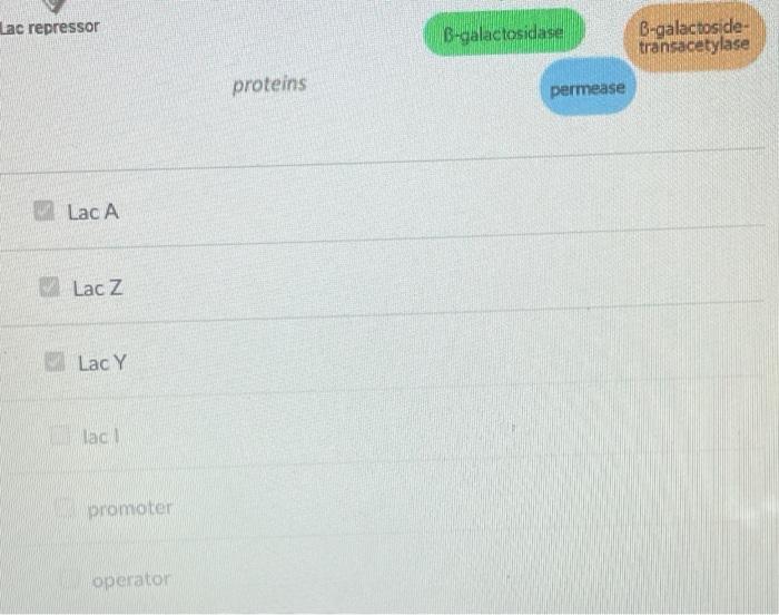 A Mutant E Coli Strain Is Found That Synthesizes The Three Enzymes Whether Or Not Lactose Or Allolactose Is Present 2