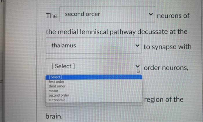 The Second Order The Medial Lemniscal Pathway Decussate At The Thalamus To Synapse With Select Thalamus Thalamus Media 2