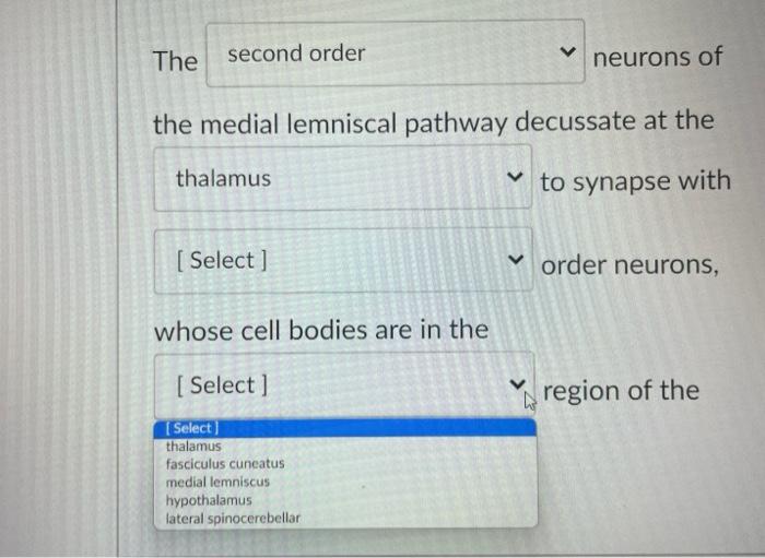 The Second Order The Medial Lemniscal Pathway Decussate At The Thalamus To Synapse With Select Thalamus Thalamus Media 3