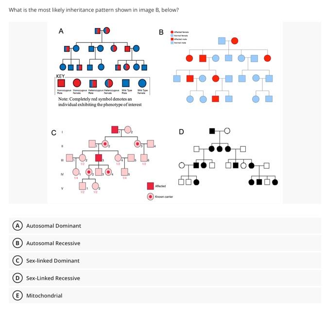 What Is The Most Likely Inheritance Pattern Shown In Image B Below A Key Hoyos Yun Haterstygoun Matarey Ma Female Note 1