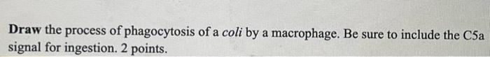 Draw The Process Of Phagocytosis Of A Coli By A Macrophage Be Sure To Include The C5a Signal For Ingestion 2 Points 1