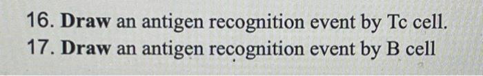 16 Draw An Antigen Recognition 17 Draw An Antigen Recognition Event By Tc Cell Event By B Cell 1