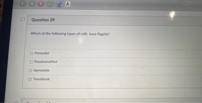 D Question 29 A Which Of The Following Types Of Cells Have Flagella O Pridal Opseudostrated O Spermaids Transitional Qu 4
