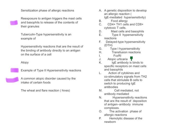 Sensitization Phase Of Allergic Reactions Reexposure To Antigen Triggers The Mast Cells And Basophils To Release Of The 1