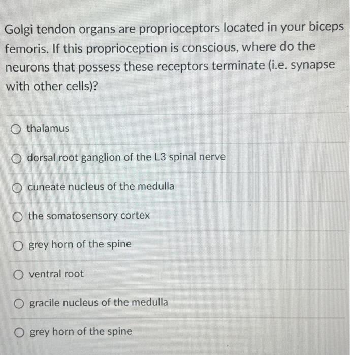 Golgi Tendon Organs Are Proprioceptors Located In Your Biceps Femoris If This Proprioception Is Conscious Where Do The 1