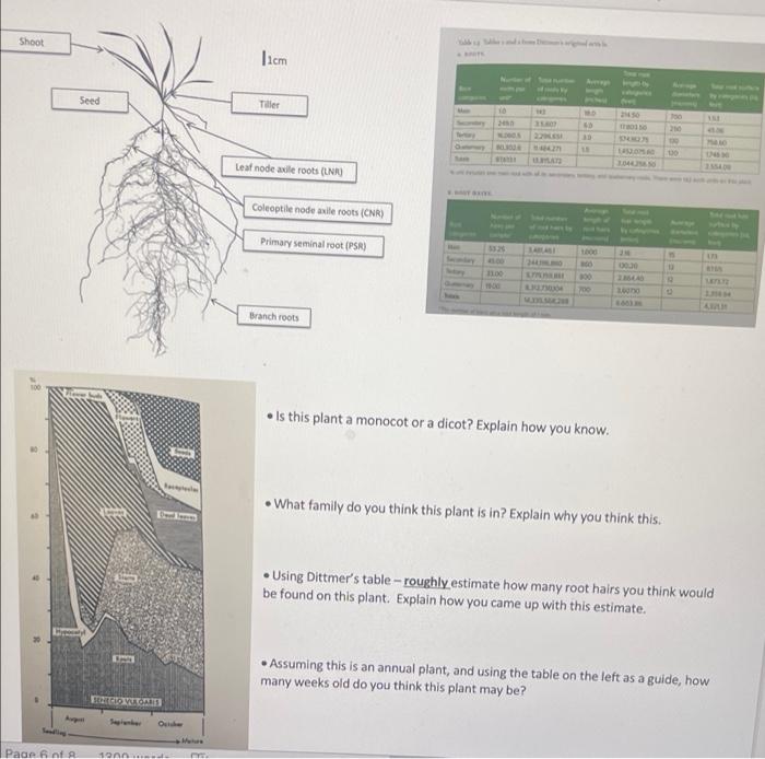 Shoot Seed Augent Page 6 Of A Serregio Via Gares Ocicher 1200ade Ma M 1cm Tiller Leaf Node Axile Roots Lnr Coleoptile 1