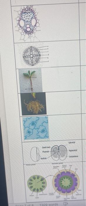 17 Indicate Whether The Structure Shown Is A Monocot Or Dicot Structure And Your Reasoning 15 Points Monocot Dicot O 2