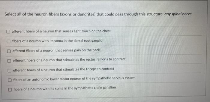 Select All Of The Neuron Fibers Axons Or Dendrites That Could Pass Through This Structure Any Spinal Nerve O Afferent 1
