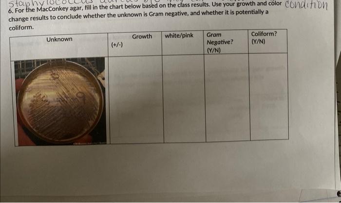 Staphy 6 For The Macconkey Agar Fill In The Chart Below Based On The Class Results Use Your Growth And Color Conditio 1