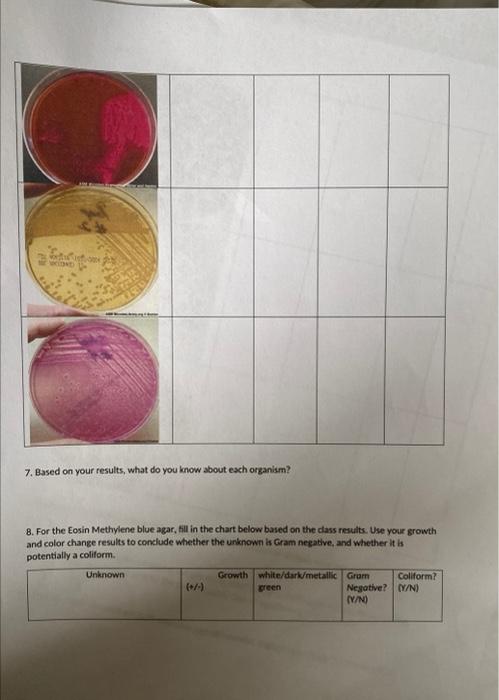 Staphy 6 For The Macconkey Agar Fill In The Chart Below Based On The Class Results Use Your Growth And Color Conditio 2