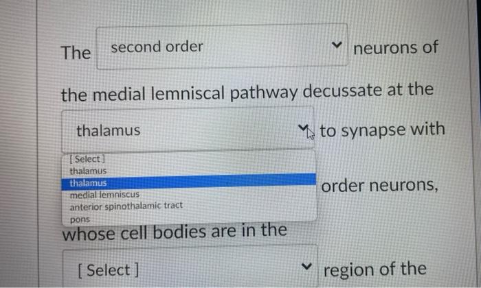 The Second Order The Medial Lemniscal Pathway Decussate At The Thalamus To Synapse With Select Thalamus Thalamus Media 1