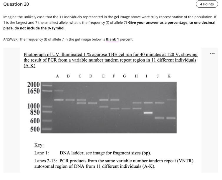 Question 20 Imagine The Unlikely Case That The 11 Individuals Represented In The Gel Image Above Were Truly Representati 1