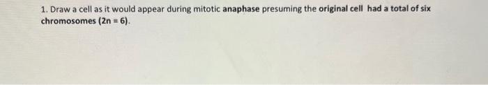 1 Draw A Cell As It Would Appear During Mitotic Anaphase Presuming The Original Cell Had A Total Of Six Chromosomes 2n 1