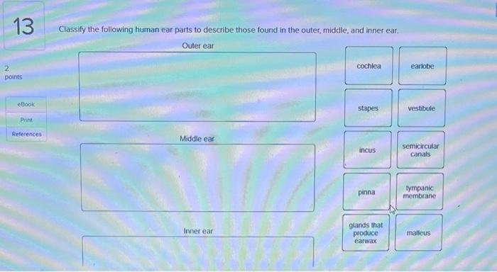 13 2 Points Ebook Print References Classify The Following Human Ear Parts To Describe Those Found In The Outer Middle 1