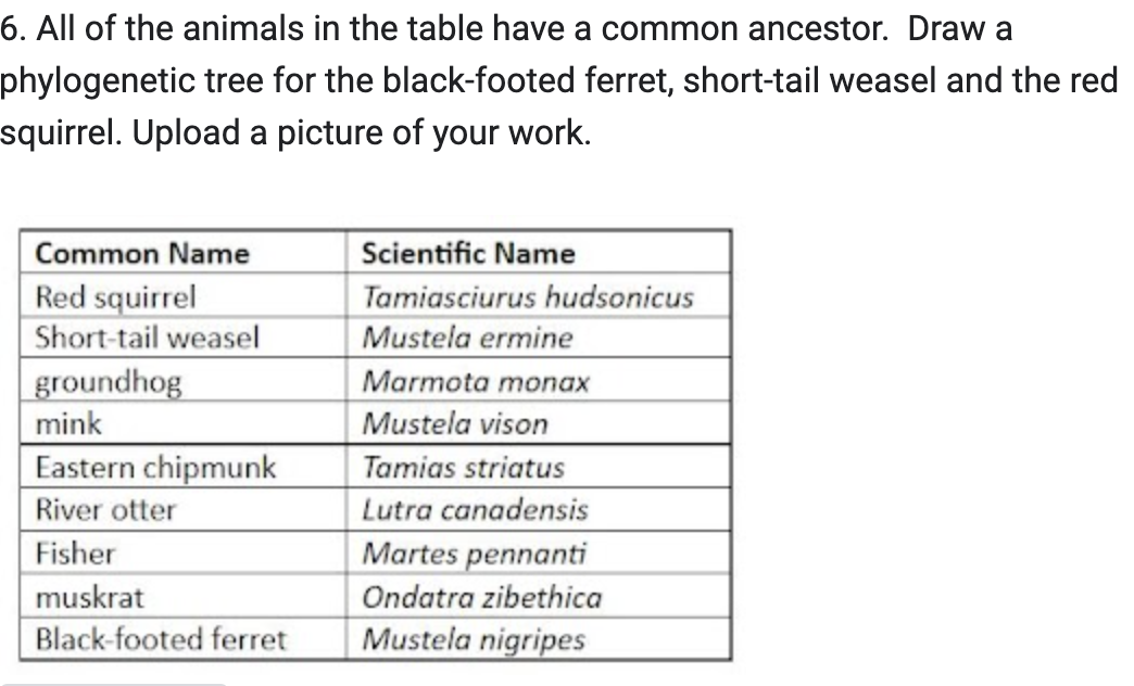 6 All Of The Animals In The Table Have A Common Ancestor Draw A Phylogenetic Tree For The Black Footed Ferret Short T 1