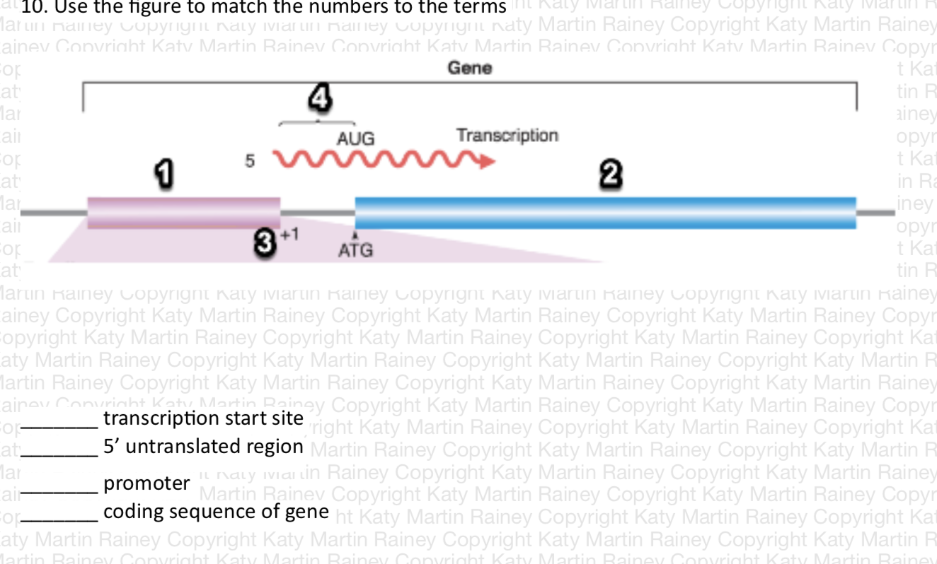 Katy Ight Katy 10 Use The Figure To Match The Numbers To The Terms Larun Rainey Copyright Katy Ivarun Rainey Copyright 1