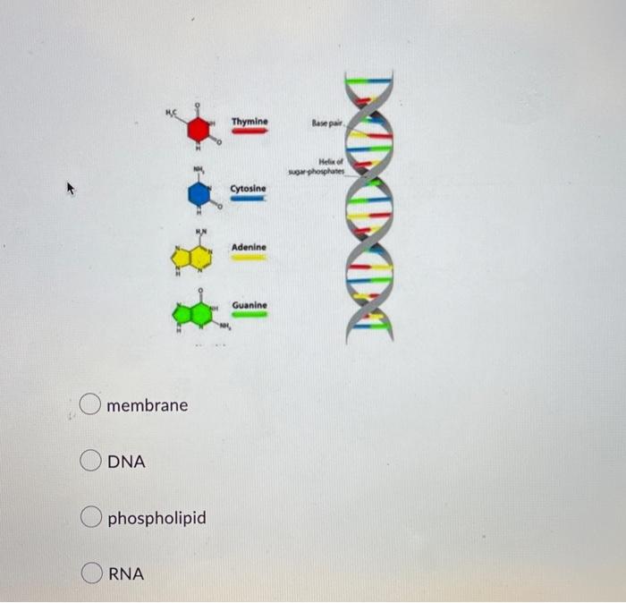 Question 5 1 Point The Molecule Below Is Thymine Cytosine Adenine Guanine Thymine Cytosine Adenine Guanine Base Pair D 2