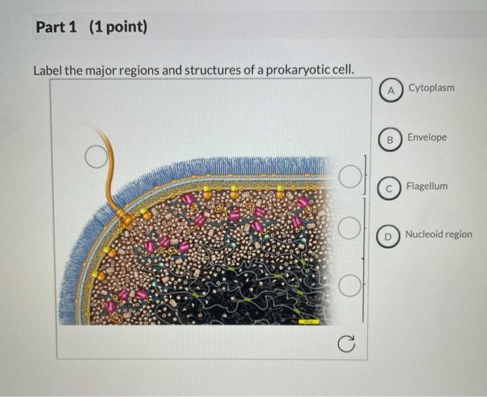 Part 1 1 Point Label The Major Regions And Structures Of A Prokaryotic Cell C A Cytoplasm B D Envelope Flagellum Nucl 1