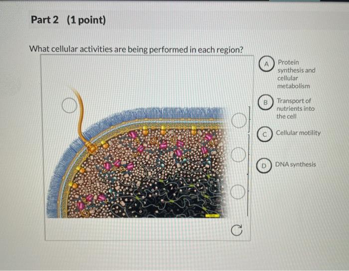 Part 1 1 Point Label The Major Regions And Structures Of A Prokaryotic Cell C A Cytoplasm B D Envelope Flagellum Nucl 2