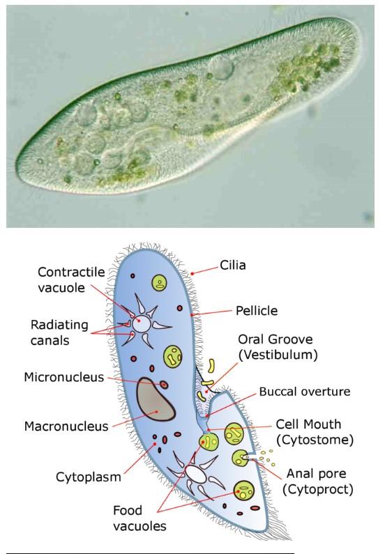 Task Please Use The First Image To Make A Sketch Drawing Of Paramecium On A Piece Of Paper Take A Picture Of Your Sk 1
