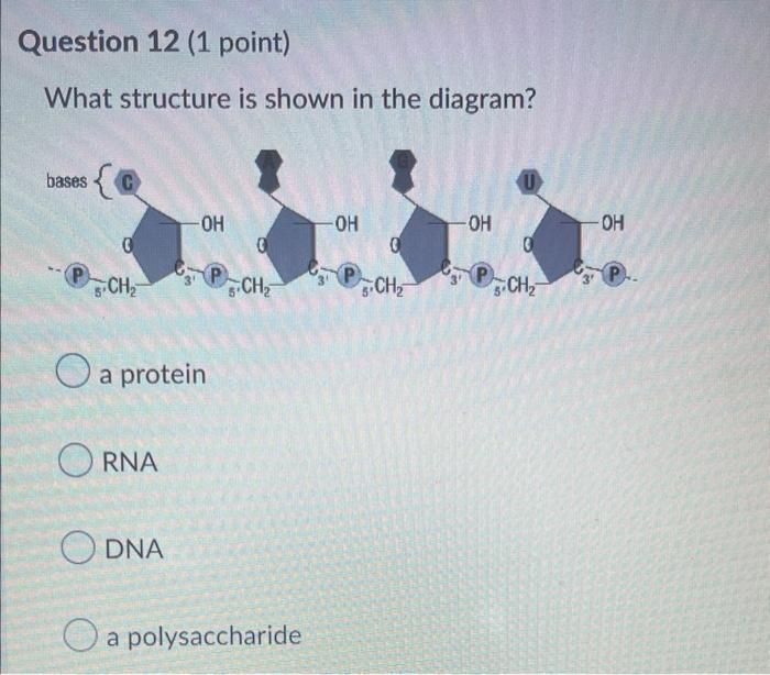 Question 12 1 Point What Structure Is Shown In The Diagram Bases C 0 Ch Oh A Protein Orna Odna Ch A Polysaccharide 1