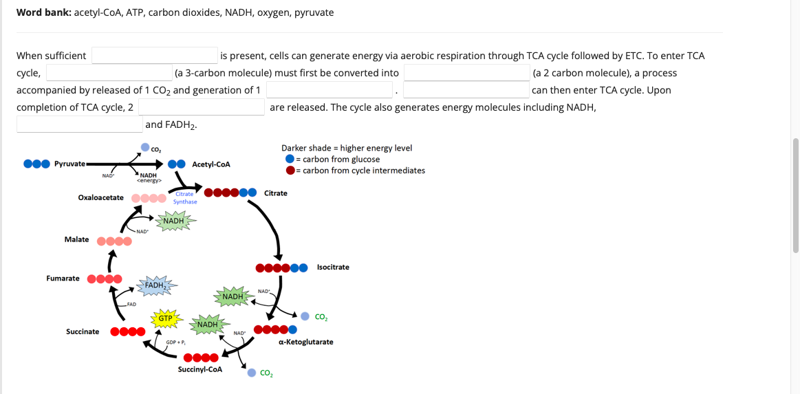 Word Bank Acetyl Coa Atp Carbon Dioxides Nadh Oxygen Pyruvate When Sufficient Cycle Accompanied By Released Of 1 1