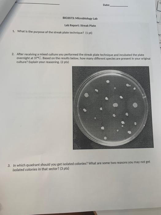 Culture When Doing The Streak Plate Technique A Loop Is Used To Streak The Mixed Sample Back And Forth Over The Surfac 3