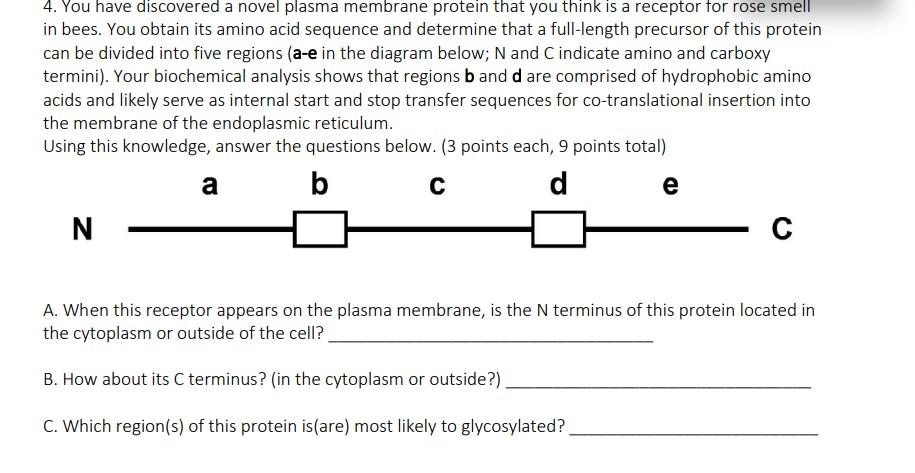 4 You Have Discovered A Novel Plasma Membrane Protein That You Think Is A Receptor For Rose Smell In Bees You Obtain I 1