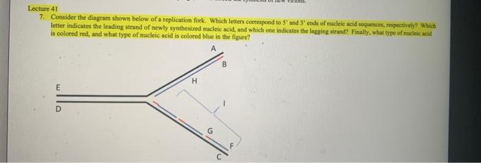 Lecture 41 7 Consider The Diagram Shown Below Of A Replication Fork Which Letters Correspond To 5 And 3 Ends Of Nucle 1
