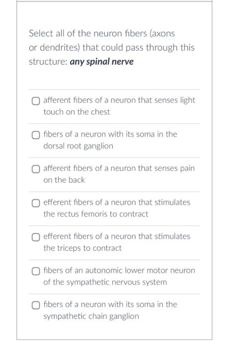 Select All Of The Neuron Fibers Axons Or Dendrites That Could Pass Through This Structure Any Spinal Nerve O Afferent 1