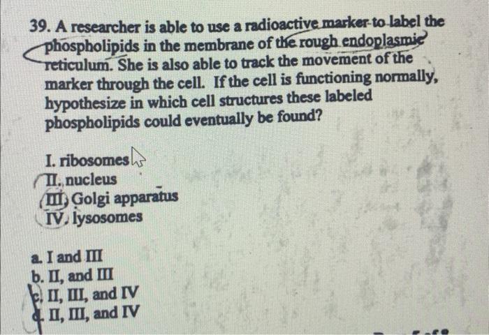 39 A Researcher Is Able To Use A Radioactive Marker To Label The Phospholipids In The Membrane Of The Rough Endoplasmie 1
