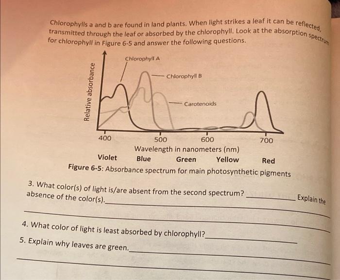 Chlorophylls A And B Are Found In Land Plants When Light Strikes A Leaf It Can Be Reflected Transmitted Through The Le 1