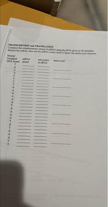 Dna Protein Synthesis Lab Goals Of This Lab The Goal Of The Lab Is To Understand The Components Of Dna Mrna And Trna 2