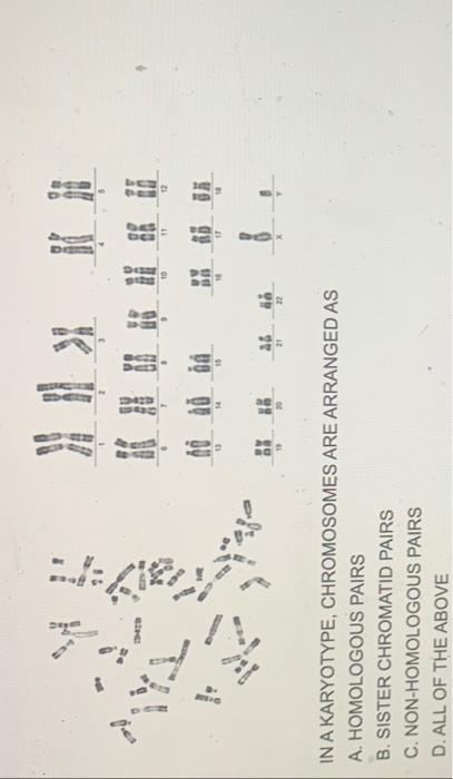 Reig D1 Deym 13 14 X 10 21 Aa In A Karyotype Chromosomes Are Arranged As A Homologous Pairs B Sister Chromatid Pairs 1