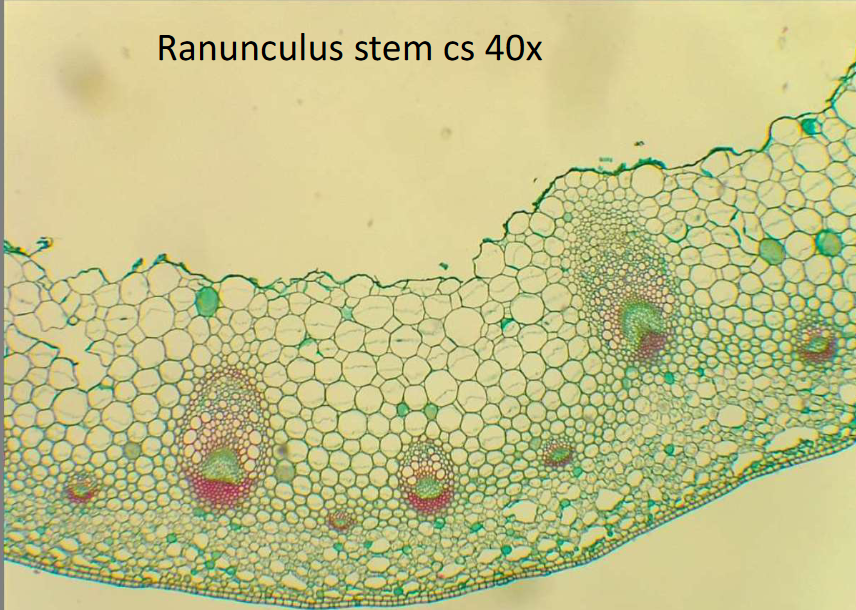 Ranunculus Stem Cs 40x 1