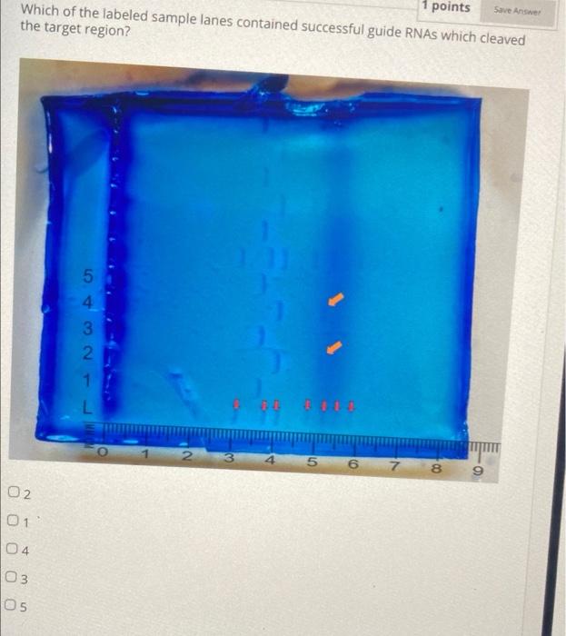 1 Points Save Answer Which Of The Labeled Sample Lanes Contained Successful Guide Rnas Which Cleaved The Target Region 1
