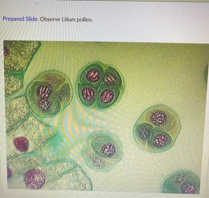 Prepared Slide Observe Lilium Pollen The Arrangement Of Pollen In This Species Appears To Be Select Select Single 1