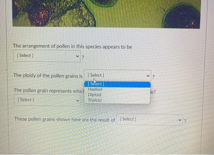 Prepared Slide Observe Lilium Pollen The Arrangement Of Pollen In This Species Appears To Be Select Select Single 3