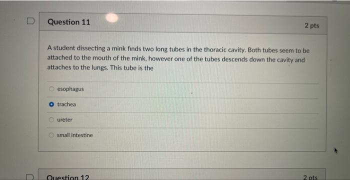 D Question 11 A Student Dissecting A Mink Finds Two Long Tubes In The Thoracic Cavity Both Tubes Seem To Be Attached To 1