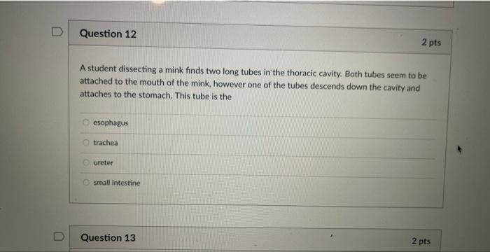D Question 11 A Student Dissecting A Mink Finds Two Long Tubes In The Thoracic Cavity Both Tubes Seem To Be Attached To 2