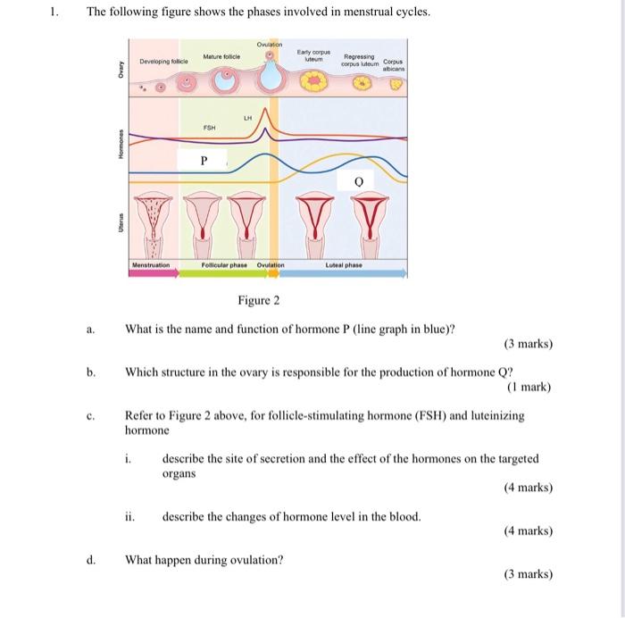 1 The Following Figure Shows The Phases Involved In Menstrual Cycles A B C D Ovary Hormones Uterus Developing Foll 1