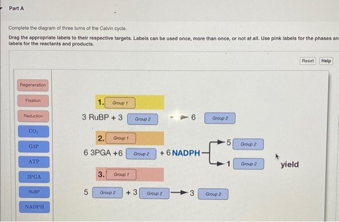Part A Complete The Diagram Of Three Turns Of The Calvin Cycle Drag The Appropriate Labels To Their Respective Targets 1