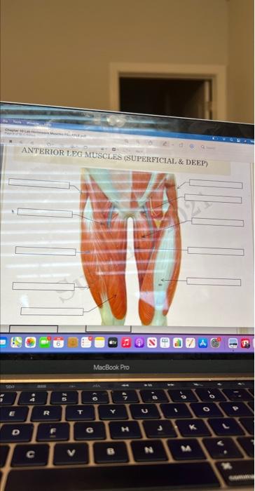 E D Anterior Leg Muscles Superficial Deep C R F V T Macbook Pro 6 0 G Y B Sf U N J K M O L P 1