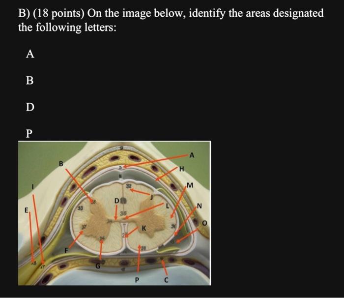 B 18 Points On The Image Below Identify The Areas Designated The Following Letters A B D P E Di P C H A M N 1